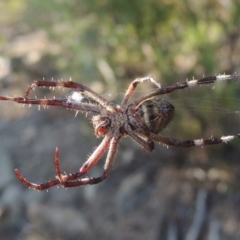 Hortophora sp. (genus) at Old Tuggeranong TSR - 17 Feb 2016 06:45 PM