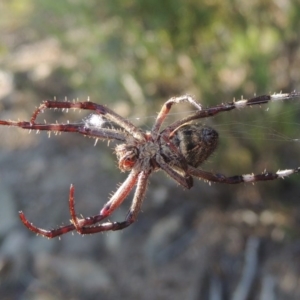 Hortophora sp. (genus) at Old Tuggeranong TSR - 17 Feb 2016 06:45 PM