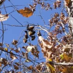 Pteropus poliocephalus (Grey-headed Flying-fox) at Parkes, ACT - 14 May 2013 by AlisonMilton