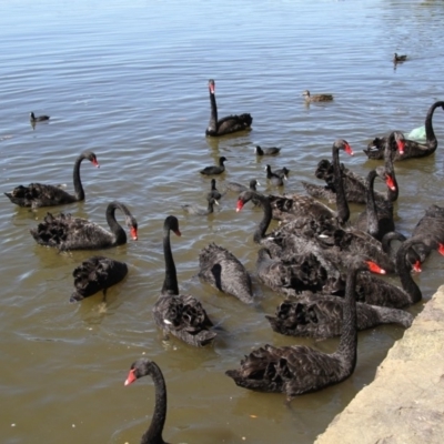 Cygnus atratus (Black Swan) at Barton, ACT - 28 Mar 2015 by AlisonMilton