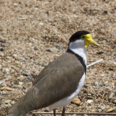 Vanellus miles (Masked Lapwing) at Lake Burley Griffin West - 11 Nov 2016 by Alison Milton