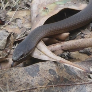 Drysdalia coronoides at Paddys River, ACT - 3 Mar 2015 10:46 AM