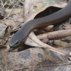 Drysdalia coronoides (White-lipped Snake) at Paddys River, ACT - 2 Mar 2015 by Christine