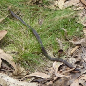 Drysdalia coronoides at Paddys River, ACT - 3 Mar 2015 10:46 AM