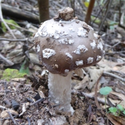 Amanita sp. (Amanita sp.) at Tidbinbilla Nature Reserve - 2 Mar 2015 by Christine