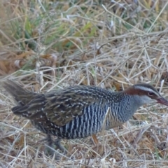 Gallirallus philippensis (Buff-banded Rail) at Jerrabomberra Wetlands - 25 Jul 2017 by roymcd