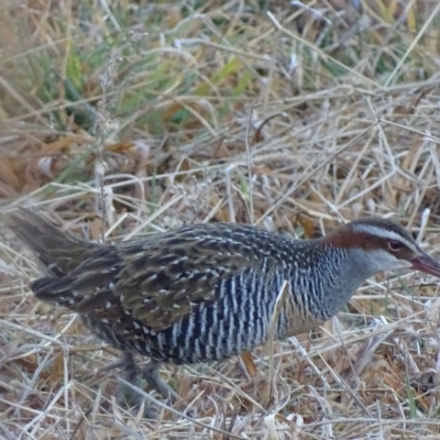 Gallirallus philippensis (Buff-banded Rail) at Fyshwick, ACT - 26 Jul 2017 by roymcd