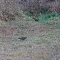 Gallirallus philippensis at Fyshwick, ACT - 26 Jul 2017 08:21 AM