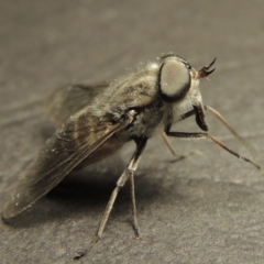 Dasybasis circumdata (March Fly) at Greenway, ACT - 29 Feb 2016 by michaelb