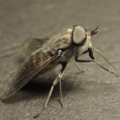 Dasybasis circumdata (March Fly) at Pine Island to Point Hut - 29 Feb 2016 by michaelb