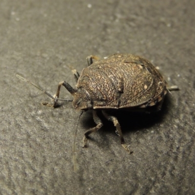 Platycoris rotundatus (A shield bug) at Pine Island to Point Hut - 29 Feb 2016 by michaelb