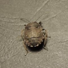 Platycoris rotundatus at Greenway, ACT - 29 Feb 2016