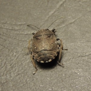 Platycoris rotundatus at Greenway, ACT - 29 Feb 2016