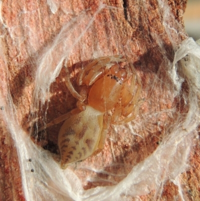 Clubiona sp. (genus) (Unidentified Stout Sac Spider) at Pollinator-friendly garden Conder - 25 Apr 2016 by michaelb