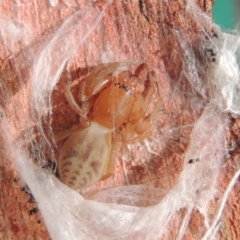 Clubiona sp. (genus) at Conder, ACT - 25 Apr 2016 10:04 AM