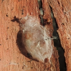 Clubiona sp. (genus) at Conder, ACT - 25 Apr 2016