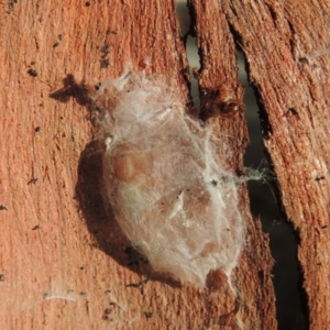 Clubiona sp. (genus) at Conder, ACT - 25 Apr 2016