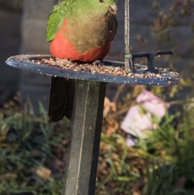 Alisterus scapularis (Australian King-Parrot) at Higgins, ACT - 3 Aug 2017 by Alison Milton