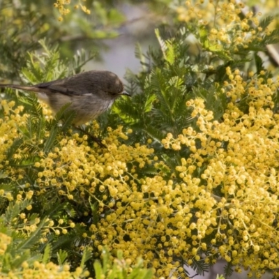 Acanthiza pusilla (Brown Thornbill) at The Pinnacle - 4 Aug 2017 by Alison Milton