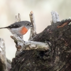 Petroica boodang (Scarlet Robin) at Hawker, ACT - 4 Aug 2017 by AlisonMilton