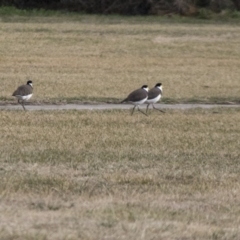 Vanellus miles (Masked Lapwing) at QPRC LGA - 29 Jul 2017 by AlisonMilton