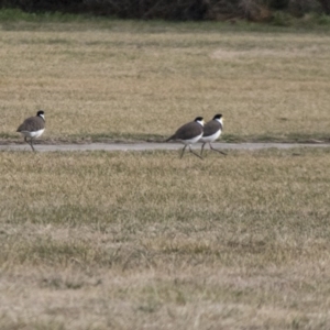 Vanellus miles at Bungendore, NSW - 30 Jul 2017