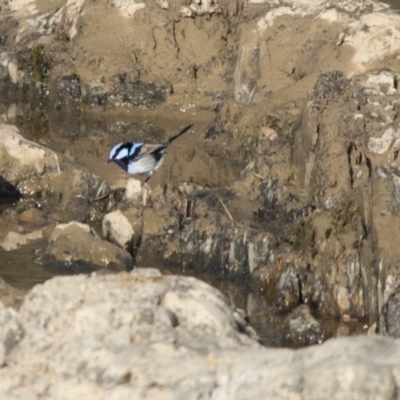 Malurus cyaneus (Superb Fairywren) at Oallen, NSW - 29 Jul 2017 by Alison Milton