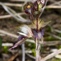 Acianthus collinus (Inland Mosquito Orchid) at Black Mountain - 12 Jul 2017 by DerekC