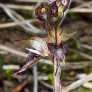 Acianthus collinus at Canberra Central, ACT - suppressed