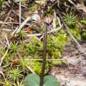 Acianthus collinus at Canberra Central, ACT - suppressed