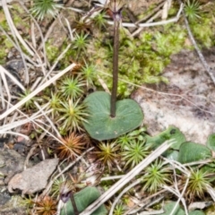 Acianthus collinus at Canberra Central, ACT - suppressed