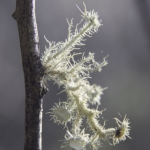 Usnea sp. (genus) at Nerriga, NSW - 30 Jul 2017 09:48 AM