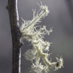 Usnea sp. (Bearded lichen) at Nerriga, NSW - 29 Jul 2017 by Alison Milton
