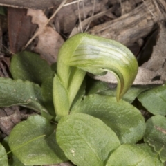 Pterostylis nutans (Nodding Greenhood) at Black Mountain - 27 Jul 2017 by DerekC