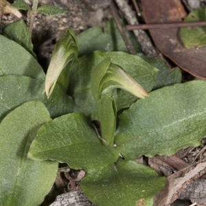 Pterostylis nutans at Point 5204 - 27 Jul 2017