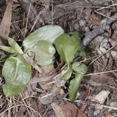 Pterostylis nutans at Point 5204 - 27 Jul 2017