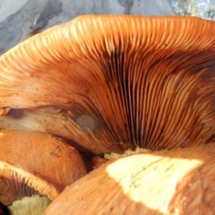 Gymnopilus junonius (Spectacular Rustgill) at Higgins, ACT - 26 May 2017 by Alison Milton