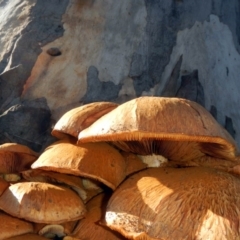 Gymnopilus junonius at Higgins, ACT - 26 May 2017 02:37 PM