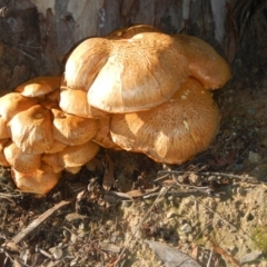 Gymnopilus junonius at Higgins, ACT - 26 May 2017