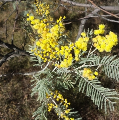 Acacia dealbata subsp. subalpina (Monaro Silver-wattle) at Mulligans Flat - 5 Aug 2017 by ClubFED