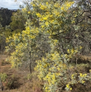 Acacia dealbata subsp. subalpina at Sutton, NSW - 5 Aug 2017