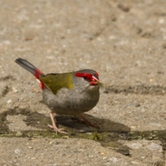 Neochmia temporalis (Red-browed Finch) at Belconnen, ACT - 29 Nov 2015 by AlisonMilton