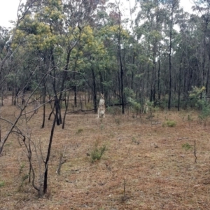 Macropus giganteus at Sutton, NSW - 5 Aug 2017 12:54 PM