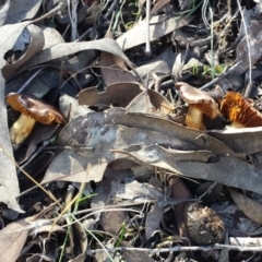 Cortinarius sp. (Cortinarius) at Mulligans Flat - 5 Aug 2017 by ClubFED