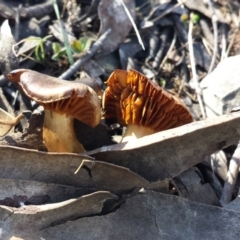 Cortinarius sp. at Sutton, NSW - 5 Aug 2017