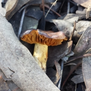 Cortinarius sp. at Sutton, NSW - 5 Aug 2017 12:34 PM