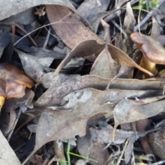 Cortinarius sp. at Sutton, NSW - 5 Aug 2017 12:34 PM