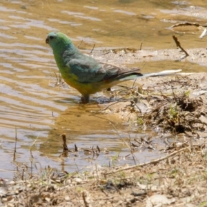 Psephotus haematonotus at Belconnen, ACT - 29 Nov 2015 11:49 AM