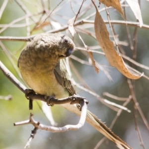 Psephotus haematonotus at Belconnen, ACT - 29 Nov 2015 11:49 AM