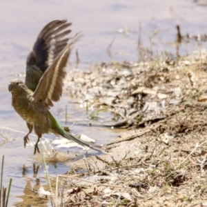 Psephotus haematonotus at Belconnen, ACT - 29 Nov 2015 11:49 AM